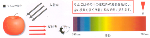 りんごは光の中の赤以外の波長を吸収し、赤い波長を多く反射するので赤く見えます。